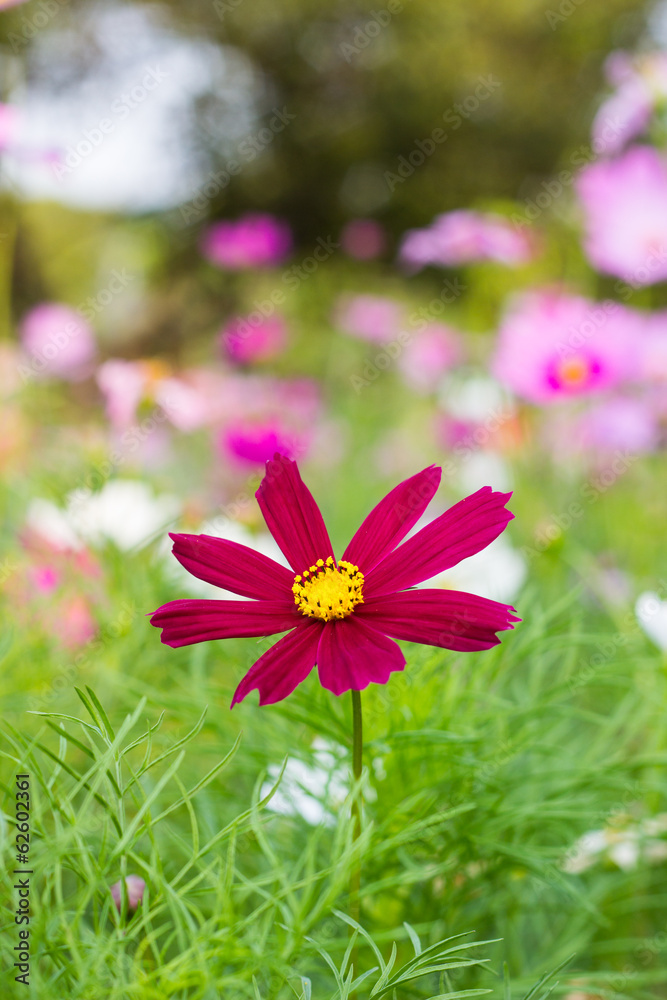 Fototapeta premium Comos flower