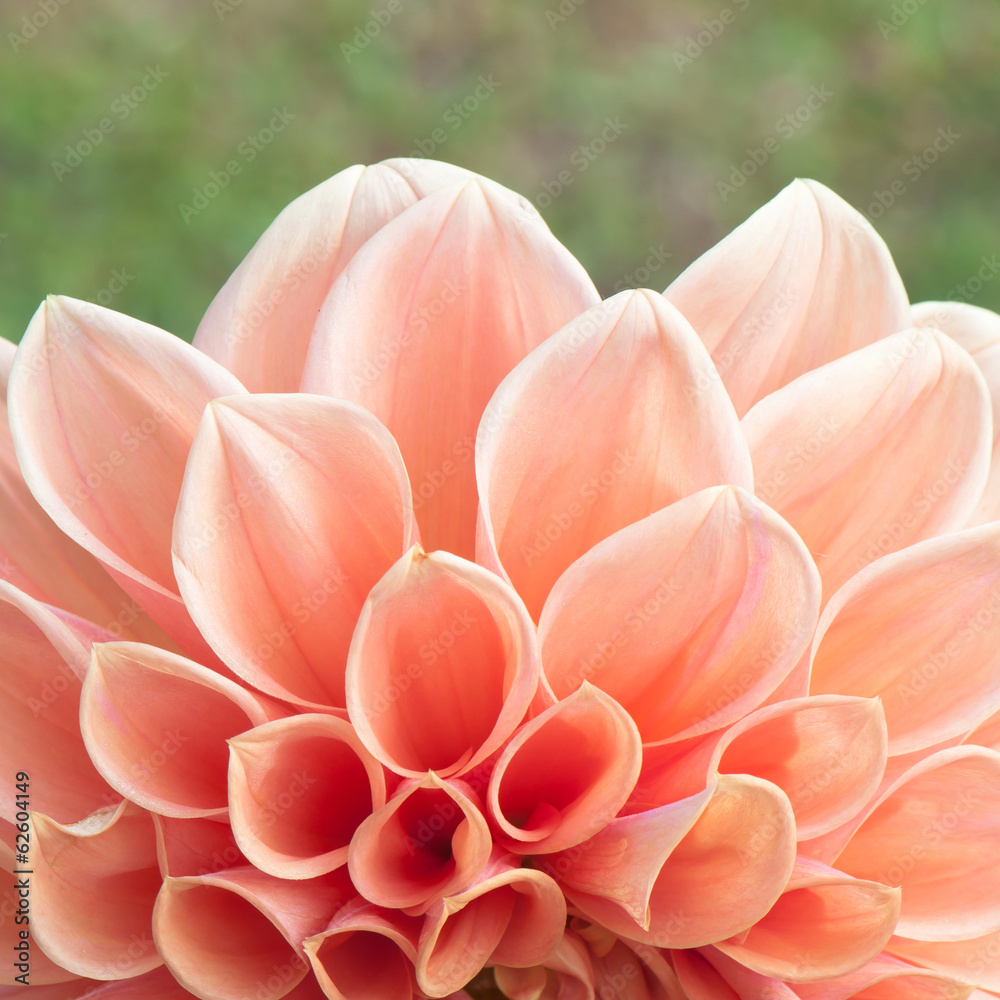 Dahlia flower Dahlia flower