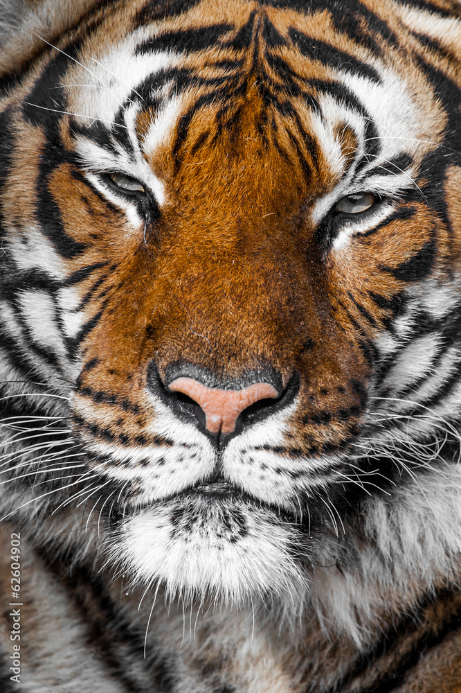 Close-up of a Tigers face. Close-up of a Tigers face.