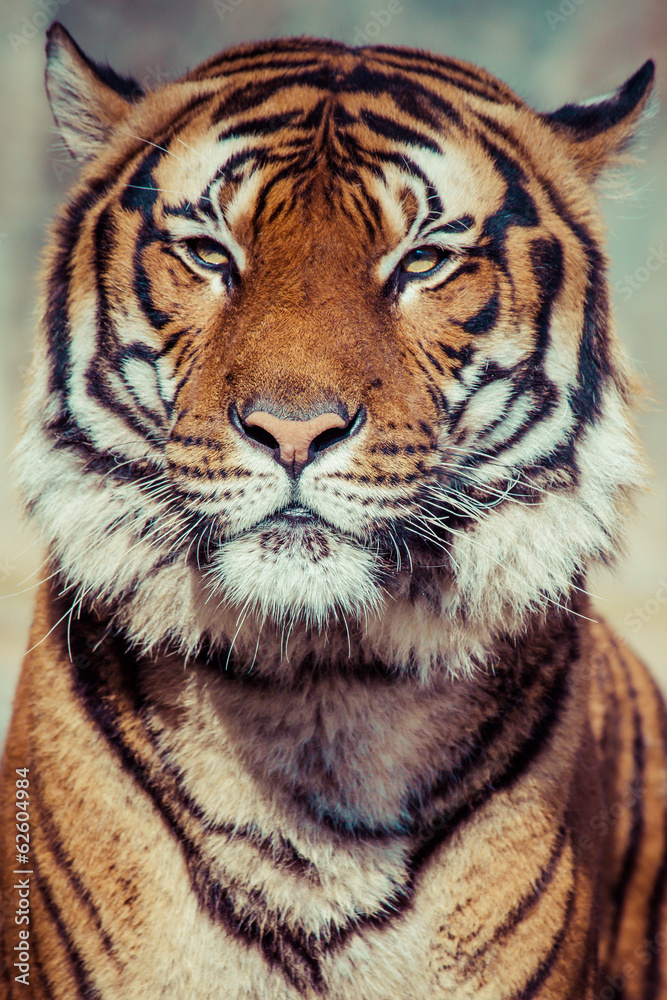 Fototapeta premium Close-up of a Tigers face.