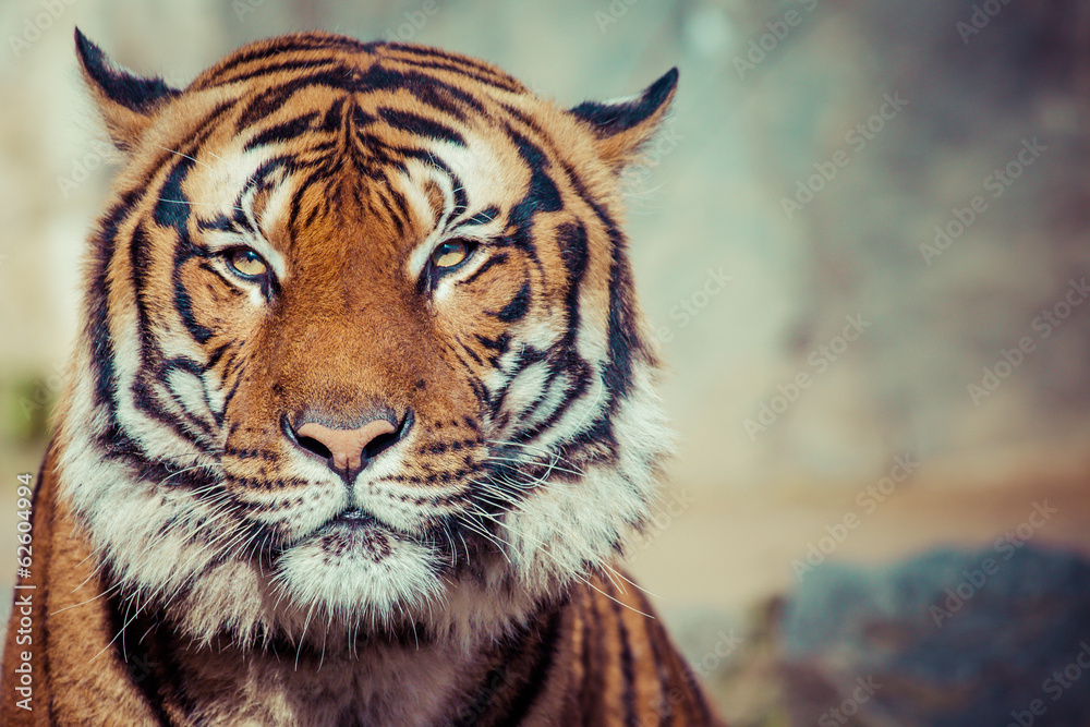 Fototapeta premium Close-up of a Tigers face.