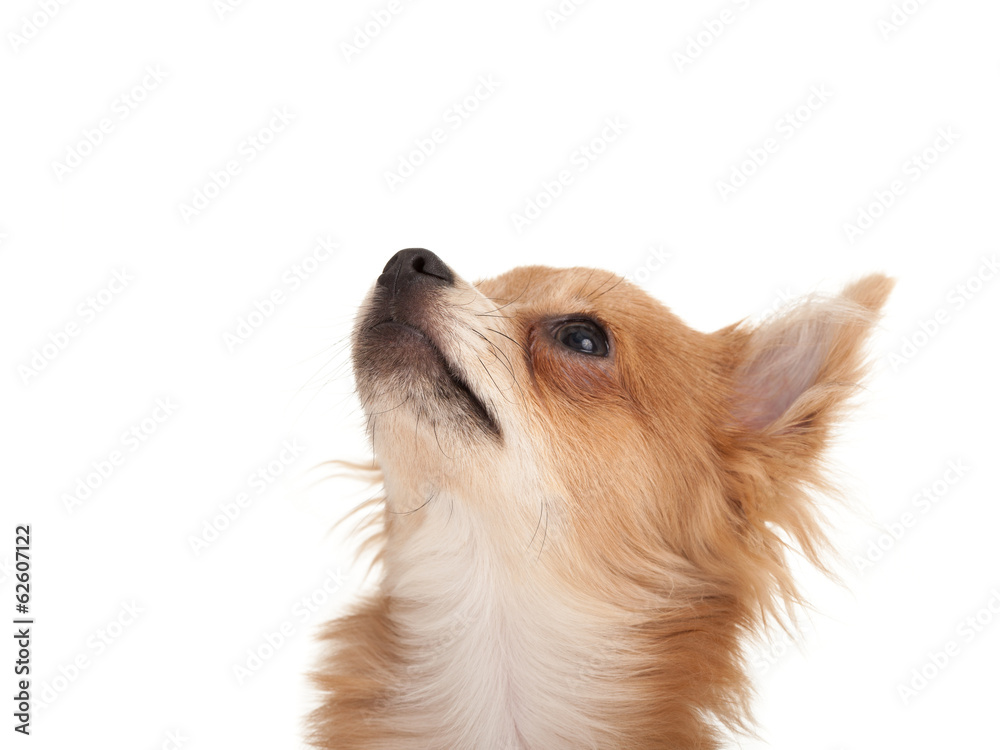 Long haired chihuahua puppy dog looking up
