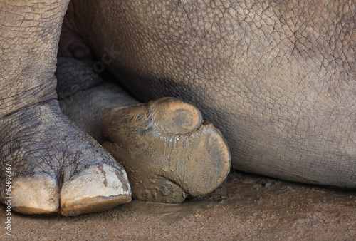 Rhino foot
