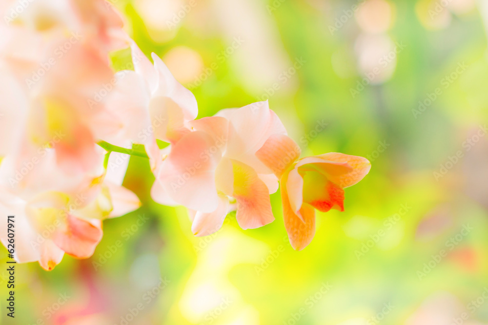 Obraz premium Orchid