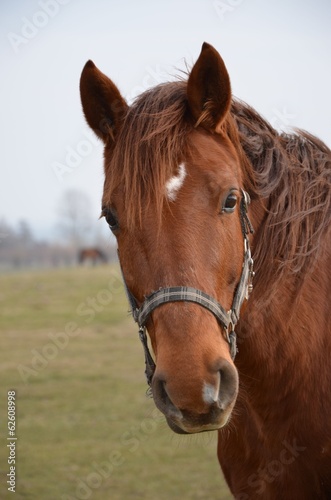 Portrait Pferd © alisseja
