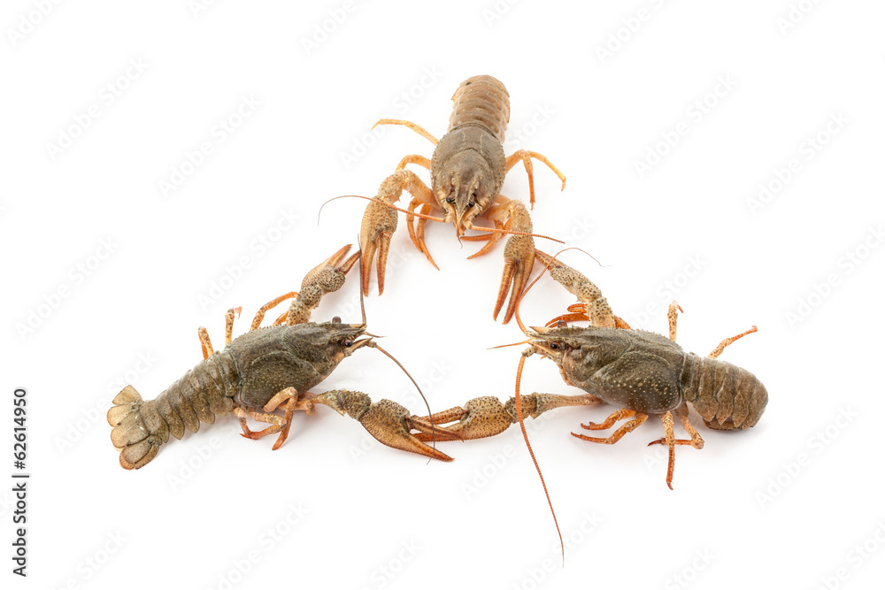 River raw crayfishes River raw crayfishes