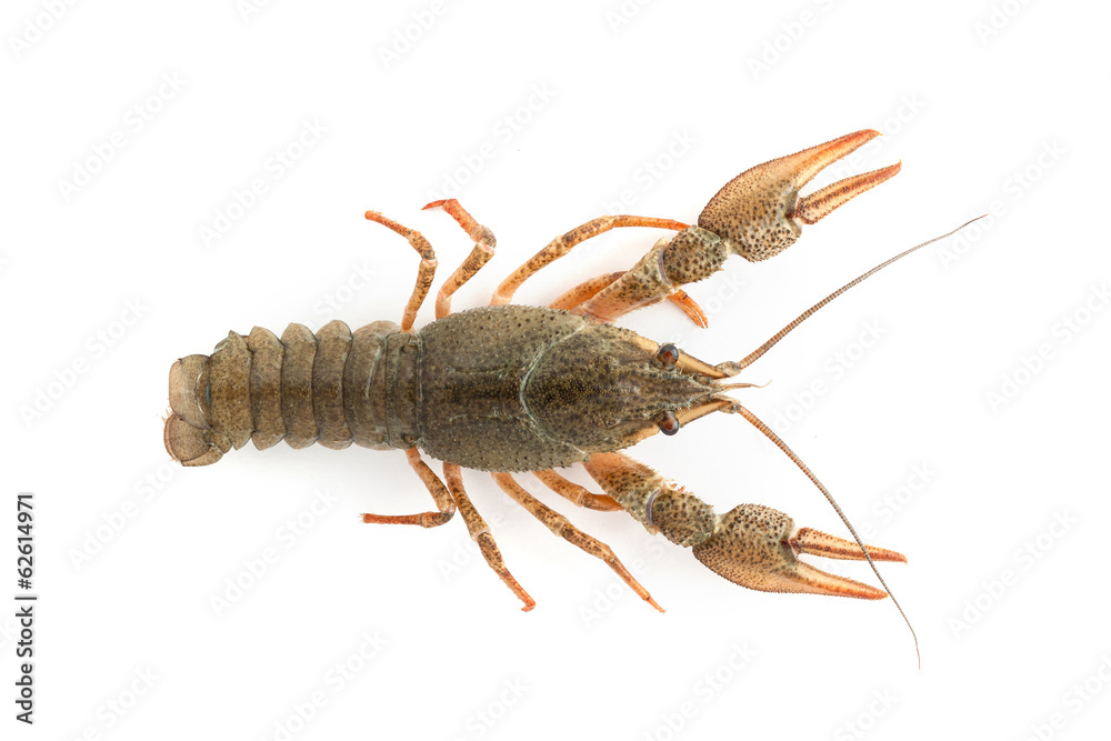 River raw crayfish River raw crayfish