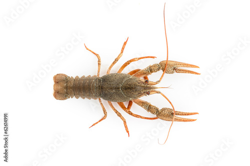 River raw crayfish © Sergii Figurnyi