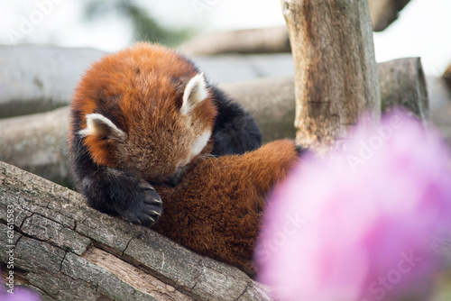 Fototapeta Naklejka Na Ścianę i Meble -  Red panda sleeping