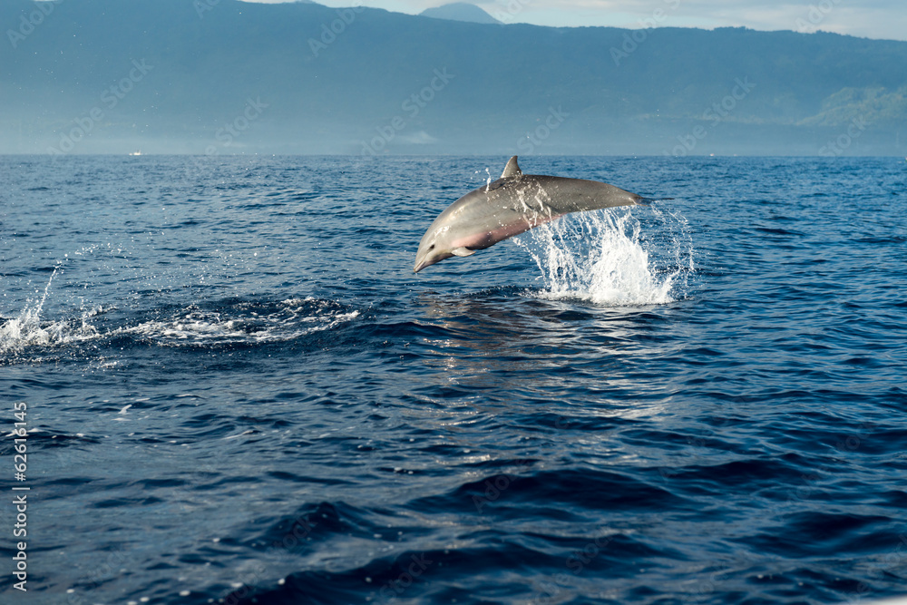 Obraz premium Dolphins in Pacific Ocean