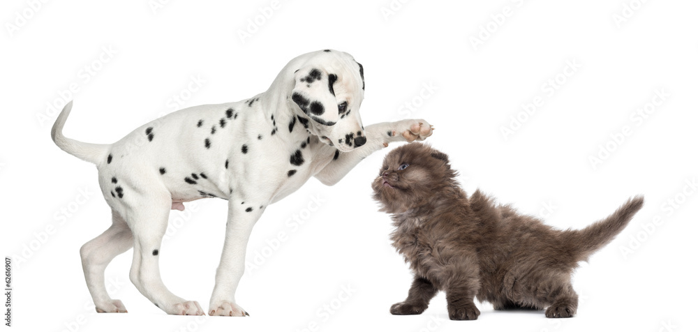 Fototapeta premium Dalmatian puppy and Highland fold kitten playing together