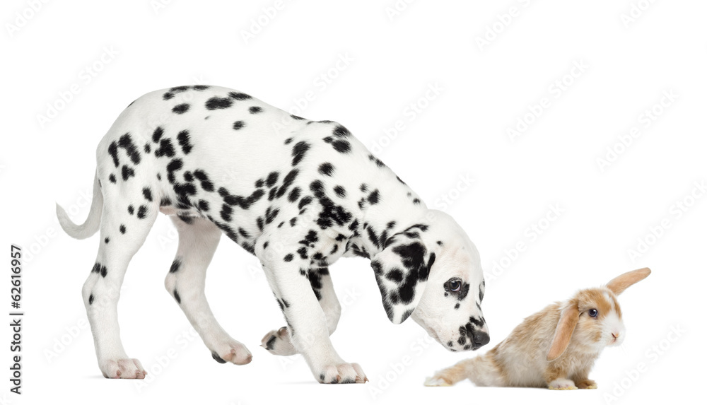 Side view of a Dalmatian puppy sniffing a rabbit