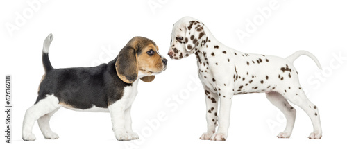 Fototapeta Naklejka Na Ścianę i Meble -  Side view of Dalmatian and Beagle puppies getting to know