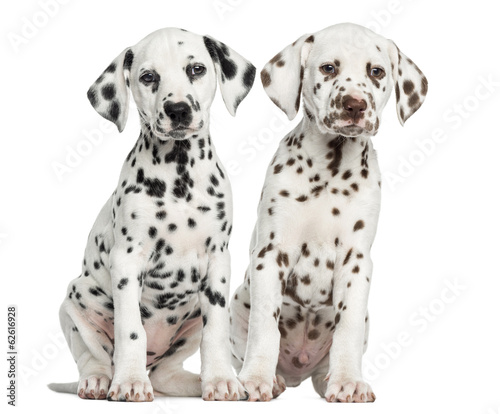 Front view of Dalmatian puppies sitting, facing