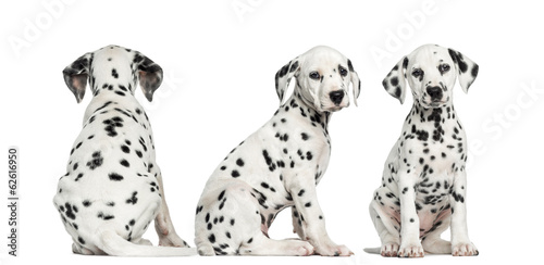 Dalmatian puppies sitting together in different positions photo