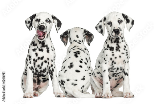 Dalmatian puppies sitting together, isolated on white