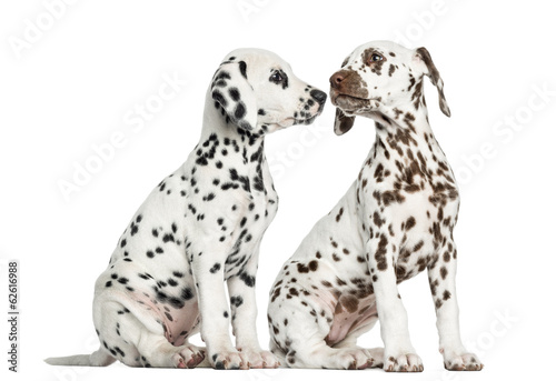 Dalmatian puppies sitting  sniffing each other