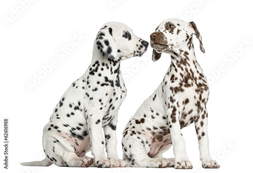 Fototapeta Naklejka Na Ścianę i Meble -  Dalmatian puppies sitting, sniffing each other