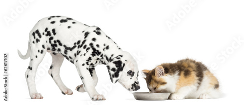 Highland straight kitten and Dalmatian puppy eating from a bowl