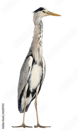 Fotografie Grey Heron standing, Ardea Cinerea, 5 years old