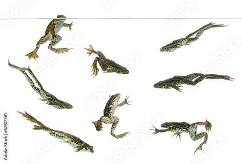 Valokuvatapetti Composition of Edible Frogs swimming under water line