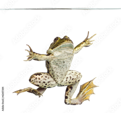 Edible Frog viewed from below swimming up, under water line photo