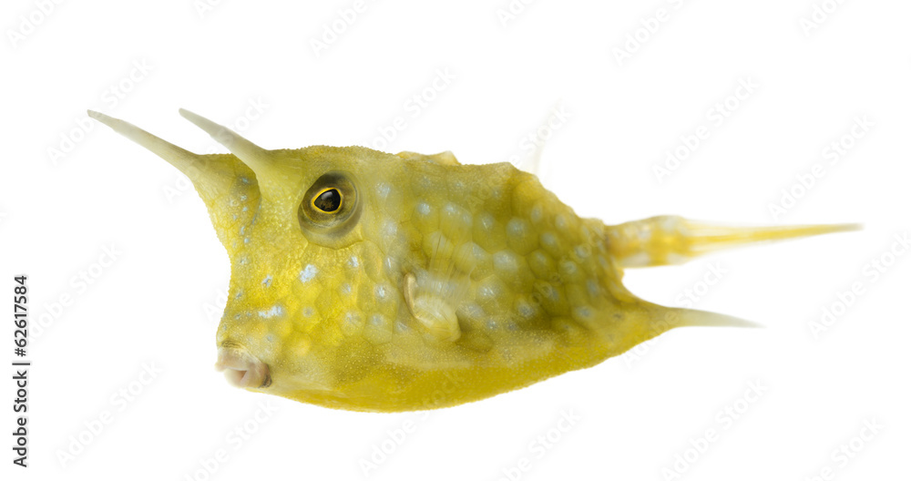 Obraz premium Longhorn cowfish, Lactoria cornuta, isolated on white