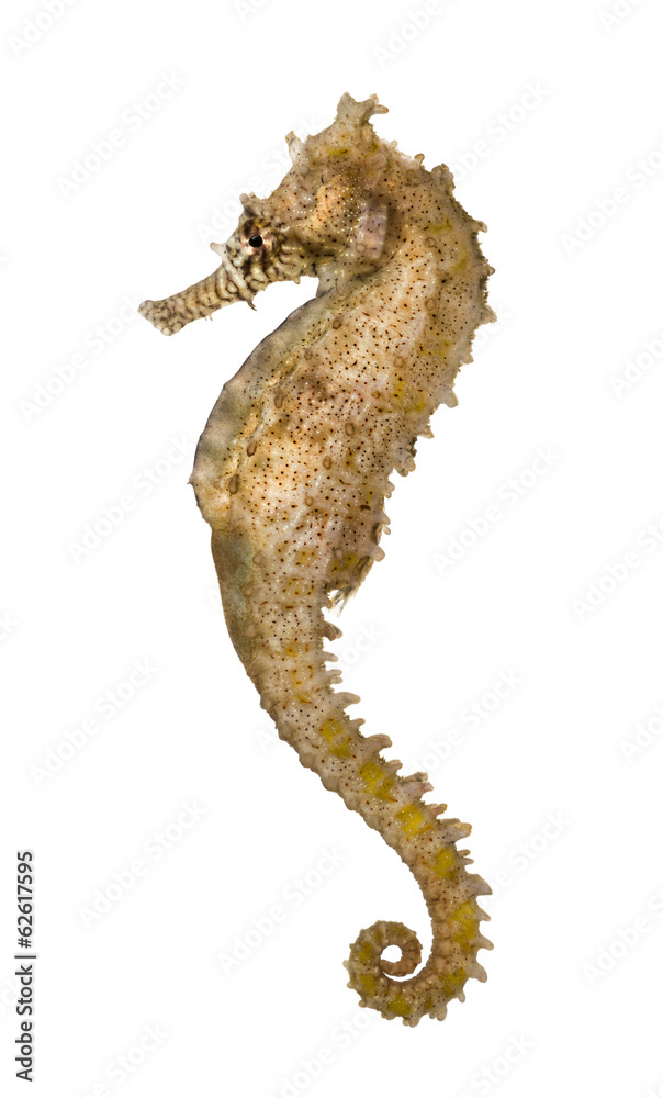 Fototapeta premium Side view of a Common Seahorse, Hippocampus kuda
