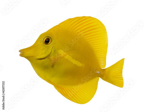 Canvas Print Side view of a Yellow Tang, Zebrasoma flavescens