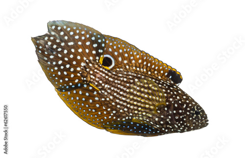 Side view of a Comet, Calloplesiops altivelis, isolated on white photo