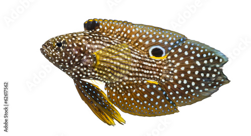 Side view of a Comet, Calloplesiops altivelis, isolated on white photo