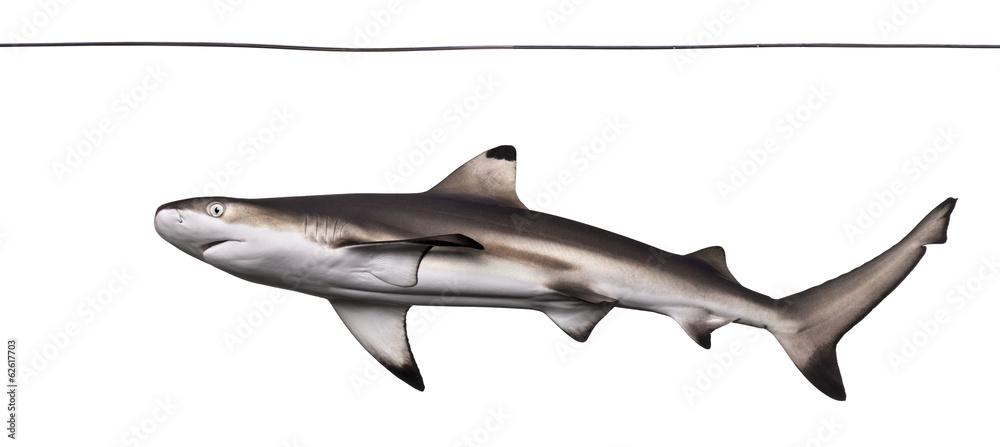 Naklejka premium Blacktip reef shark viewed from below swimming under water line