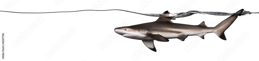 Fototapeta premium Blacktip reef shark swimming at the surface of the water