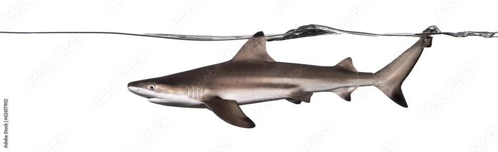 Obraz premium Side view of a Blacktip reef shark swimming at the surface