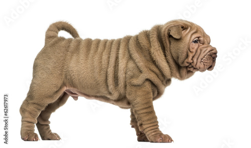 Side view of a Shar Pei puppy standing, isolated on white