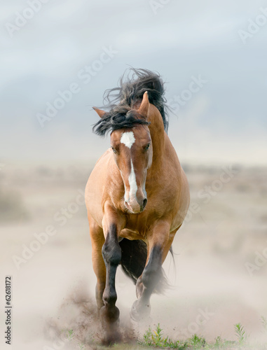Obraz na płótnie bay stallion in dust w salonie