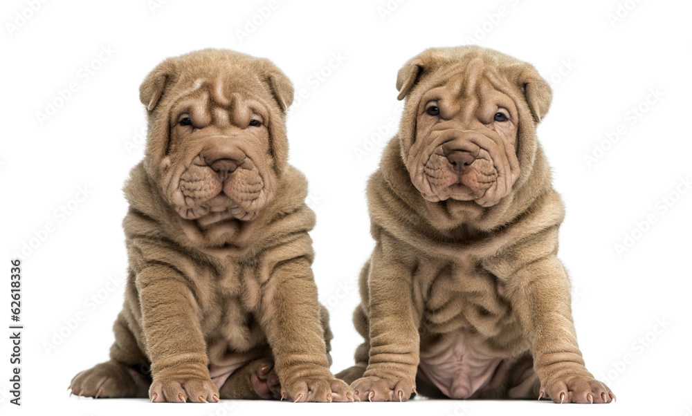 Obraz premium Front view of a Shar Pei puppies sitting, looking at the camera