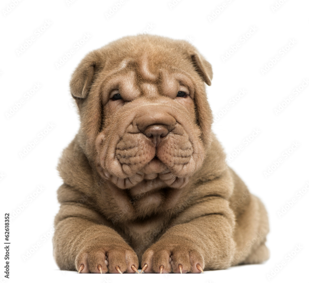 Front view of a Shar Pei puppy lying, isolated on white Front view of a Shar Pei puppy lying, isolated on white