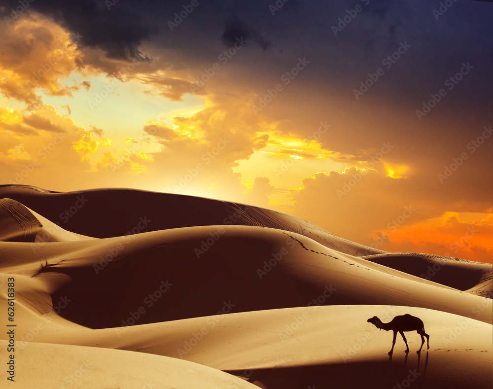 Camel in the Sahara desert, Morocco - obrazy, fototapety, plakaty 