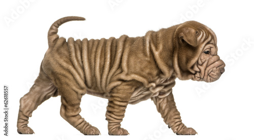 Side view of a Shar Pei puppy walking  looking down