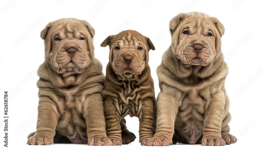 Obraz premium Front view of three Shar Pei puppies sitting