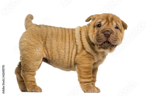 Side view of a Shar Pei puppy standing  looking at the camera
