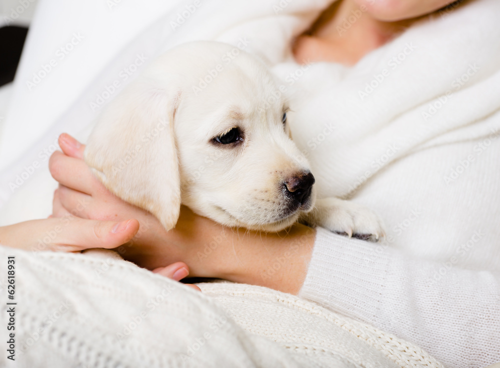 Closeup of puppy on the hands of woman in white sweater Closeup of puppy on the hands of woman in white sweater