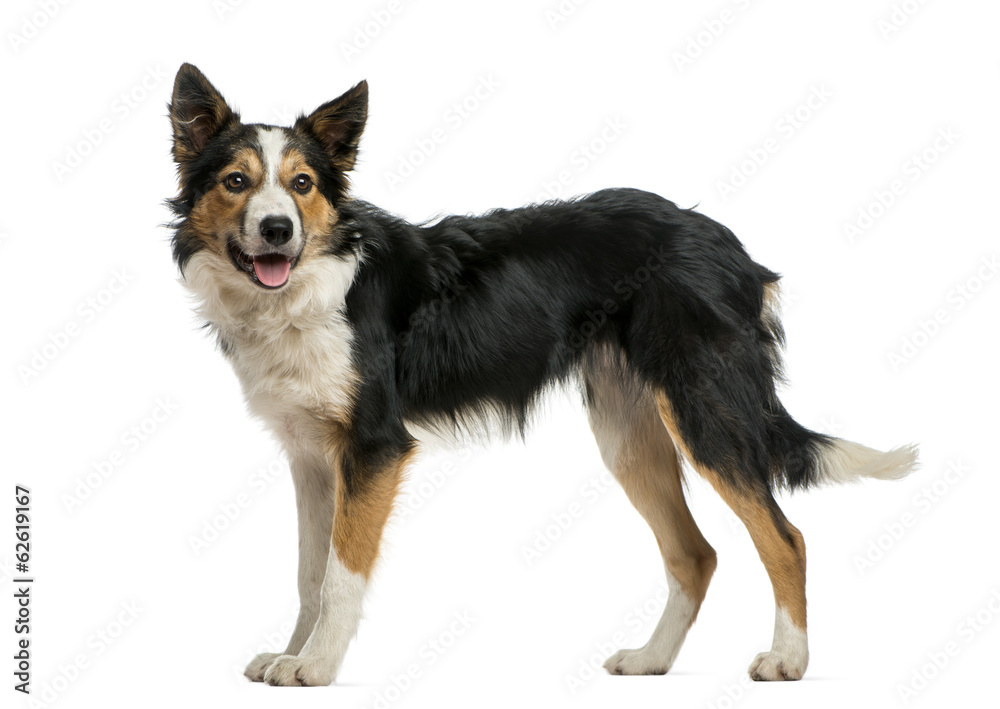 Border collie standing, panting, isolated on white