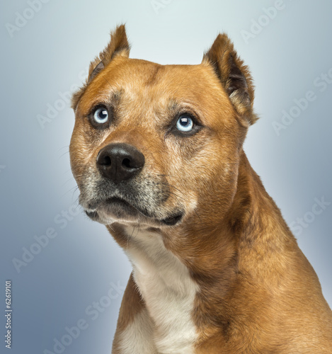Close-up of an American Staffordshire Terrier, looking up © Eric Isselée