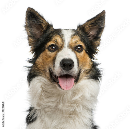 Close-up of a Border collie panting, facing, isolated on white