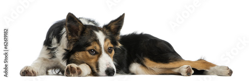 Foto Border collie lying, looking bored, isolated on white