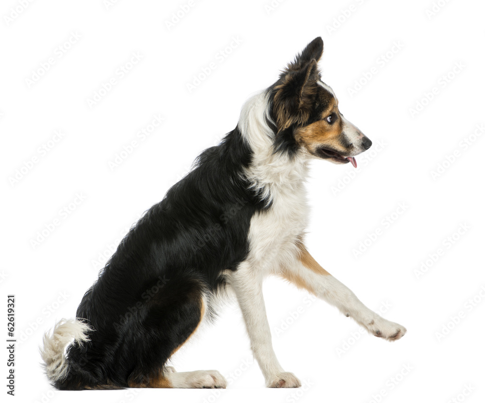 Side view of a Border collie pawing up, obeying