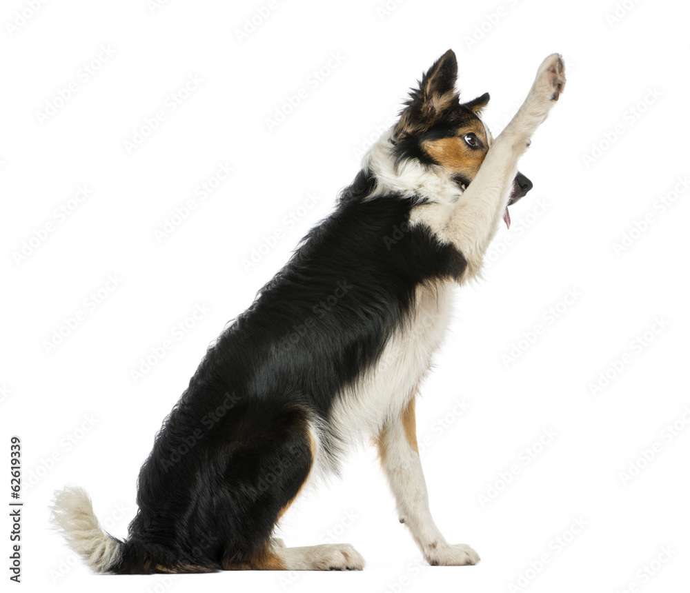 Obraz premium Side view of a Border collie pawing up, obeying
