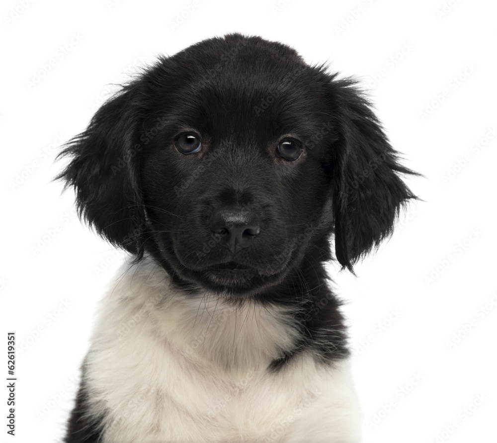 Close-up of a Stabyhoun puppy facing, looking at the camera Close-up of a Stabyhoun puppy facing, looking at the camera